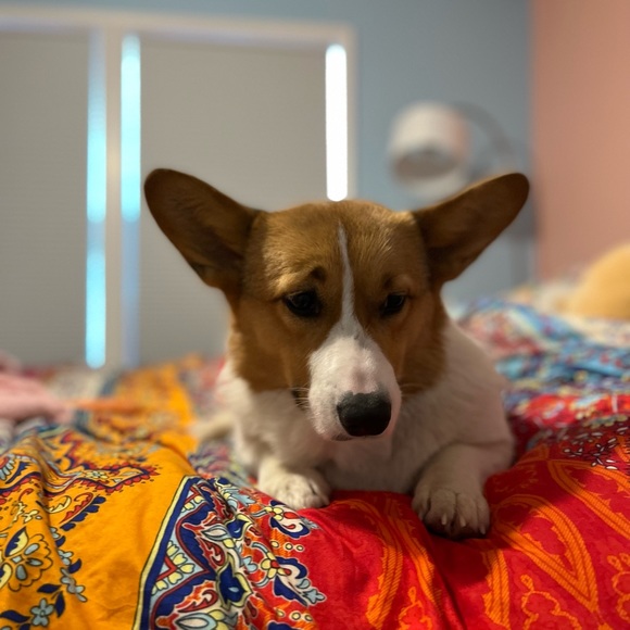 Meet your Posher, Kenzie - Picture 2 of 9